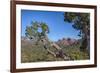 Arizona, Sedona, Red Rock Country, Juniper tree and Cathedral Rock-Jamie & Judy Wild-Framed Premium Photographic Print