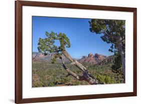 Arizona, Sedona, Red Rock Country, Juniper tree and Cathedral Rock-Jamie & Judy Wild-Framed Premium Photographic Print