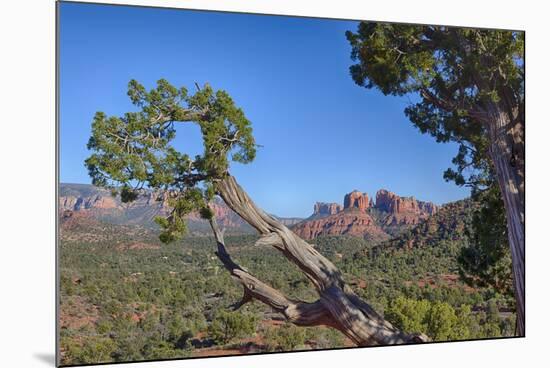 Arizona, Sedona, Red Rock Country, Juniper tree and Cathedral Rock-Jamie & Judy Wild-Mounted Premium Photographic Print