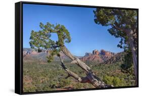 Arizona, Sedona, Red Rock Country, Juniper tree and Cathedral Rock-Jamie & Judy Wild-Framed Stretched Canvas