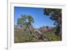 Arizona, Sedona, Red Rock Country, Juniper tree and Cathedral Rock-Jamie & Judy Wild-Framed Photographic Print