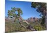 Arizona, Sedona, Red Rock Country, Juniper tree and Cathedral Rock-Jamie & Judy Wild-Mounted Photographic Print