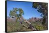 Arizona, Sedona, Red Rock Country, Juniper tree and Cathedral Rock-Jamie & Judy Wild-Framed Stretched Canvas