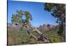 Arizona, Sedona, Red Rock Country, Juniper tree and Cathedral Rock-Jamie & Judy Wild-Stretched Canvas