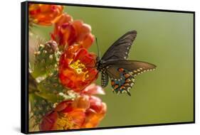 Arizona, Sonoran Desert. Pipevine Swallowtail Butterfly on Blossom-Cathy & Gordon Illg-Framed Stretched Canvas