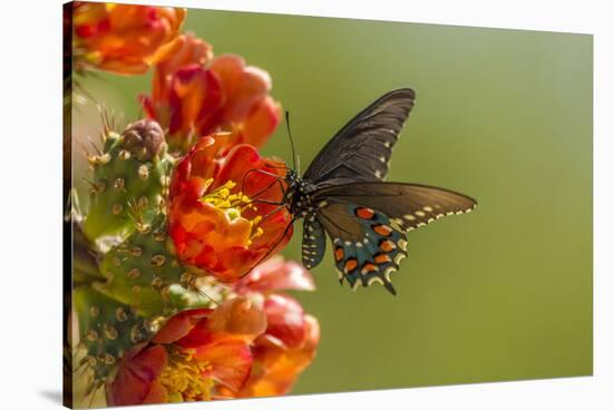 Arizona, Sonoran Desert. Pipevine Swallowtail Butterfly on Blossom-Cathy & Gordon Illg-Stretched Canvas