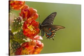 Arizona, Sonoran Desert. Pipevine Swallowtail Butterfly on Blossom-Cathy & Gordon Illg-Stretched Canvas