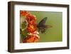 Arizona, Sonoran Desert. Pipevine Swallowtail Butterfly on Blossom-Cathy & Gordon Illg-Framed Premium Photographic Print