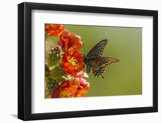 Arizona, Sonoran Desert. Pipevine Swallowtail Butterfly on Blossom-Cathy & Gordon Illg-Framed Premium Photographic Print