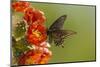 Arizona, Sonoran Desert. Pipevine Swallowtail Butterfly on Blossom-Cathy & Gordon Illg-Mounted Premium Photographic Print
