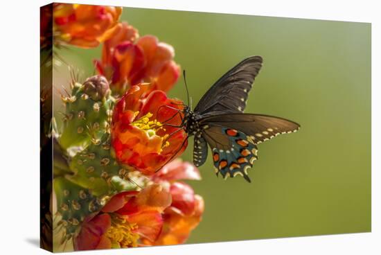 Arizona, Sonoran Desert. Pipevine Swallowtail Butterfly on Blossom-Cathy & Gordon Illg-Stretched Canvas