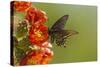 Arizona, Sonoran Desert. Pipevine Swallowtail Butterfly on Blossom-Cathy & Gordon Illg-Stretched Canvas