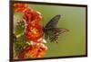 Arizona, Sonoran Desert. Pipevine Swallowtail Butterfly on Blossom-Cathy & Gordon Illg-Framed Premium Photographic Print