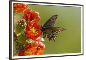 Arizona, Sonoran Desert. Pipevine Swallowtail Butterfly on Blossom-Cathy & Gordon Illg-Framed Premium Photographic Print