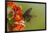 Arizona, Sonoran Desert. Pipevine Swallowtail Butterfly on Blossom-Cathy & Gordon Illg-Framed Premium Photographic Print