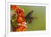 Arizona, Sonoran Desert. Pipevine Swallowtail Butterfly on Blossom-Cathy & Gordon Illg-Framed Photographic Print