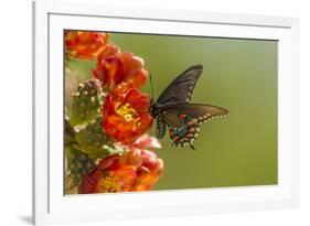 Arizona, Sonoran Desert. Pipevine Swallowtail Butterfly on Blossom-Cathy & Gordon Illg-Framed Photographic Print