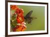 Arizona, Sonoran Desert. Pipevine Swallowtail Butterfly on Blossom-Cathy & Gordon Illg-Framed Photographic Print