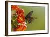 Arizona, Sonoran Desert. Pipevine Swallowtail Butterfly on Blossom-Cathy & Gordon Illg-Framed Photographic Print