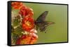 Arizona, Sonoran Desert. Pipevine Swallowtail Butterfly on Blossom-Cathy & Gordon Illg-Framed Stretched Canvas