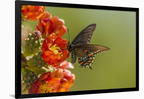 Arizona, Sonoran Desert. Pipevine Swallowtail Butterfly on Blossom-Cathy & Gordon Illg-Framed Photographic Print