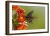 Arizona, Sonoran Desert. Pipevine Swallowtail Butterfly on Blossom-Cathy & Gordon Illg-Framed Photographic Print