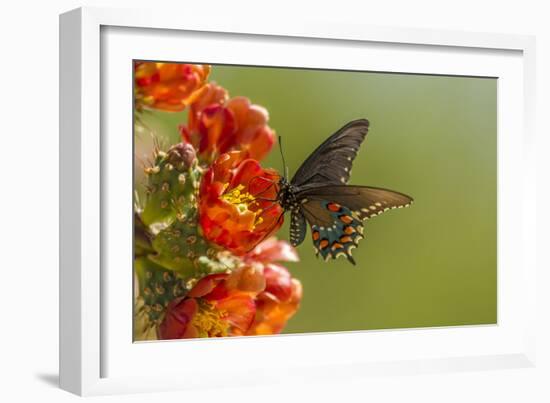 Arizona, Sonoran Desert. Pipevine Swallowtail Butterfly on Blossom-Cathy & Gordon Illg-Framed Photographic Print