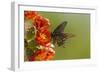 Arizona, Sonoran Desert. Pipevine Swallowtail Butterfly on Blossom-Cathy & Gordon Illg-Framed Photographic Print