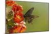 Arizona, Sonoran Desert. Pipevine Swallowtail Butterfly on Blossom-Cathy & Gordon Illg-Mounted Photographic Print