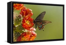 Arizona, Sonoran Desert. Pipevine Swallowtail Butterfly on Blossom-Cathy & Gordon Illg-Framed Stretched Canvas