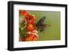 Arizona, Sonoran Desert. Pipevine Swallowtail Butterfly on Blossom-Cathy & Gordon Illg-Framed Photographic Print