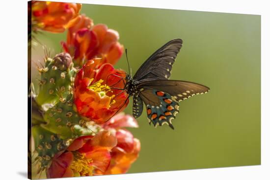 Arizona, Sonoran Desert. Pipevine Swallowtail Butterfly on Blossom-Cathy & Gordon Illg-Stretched Canvas