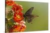 Arizona, Sonoran Desert. Pipevine Swallowtail Butterfly on Blossom-Cathy & Gordon Illg-Stretched Canvas