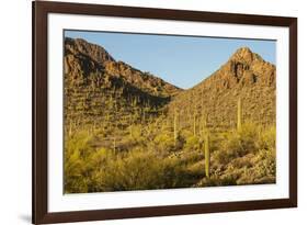 Arizona, Sonoran Desert. Saguaro Cactus and Blooming Palo Verde Trees-Cathy & Gordon Illg-Framed Photographic Print