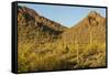 Arizona, Sonoran Desert. Saguaro Cactus and Blooming Palo Verde Trees-Cathy & Gordon Illg-Framed Stretched Canvas