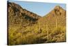 Arizona, Sonoran Desert. Saguaro Cactus and Blooming Palo Verde Trees-Cathy & Gordon Illg-Stretched Canvas