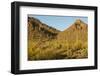 Arizona, Sonoran Desert. Saguaro Cactus and Blooming Palo Verde Trees-Cathy & Gordon Illg-Framed Photographic Print