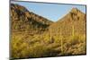 Arizona, Sonoran Desert. Saguaro Cactus and Blooming Palo Verde Trees-Cathy & Gordon Illg-Mounted Photographic Print