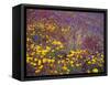 Arizona, Spring Bloom of Mexican Gold Poppy, Lupine and Chia-John Barger-Framed Stretched Canvas