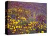 Arizona, Spring Bloom of Mexican Gold Poppy, Lupine and Chia-John Barger-Stretched Canvas