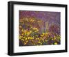 Arizona, Spring Bloom of Mexican Gold Poppy, Lupine and Chia-John Barger-Framed Photographic Print