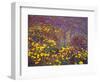 Arizona, Spring Bloom of Mexican Gold Poppy, Lupine and Chia-John Barger-Framed Photographic Print