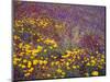 Arizona, Spring Bloom of Mexican Gold Poppy, Lupine and Chia-John Barger-Mounted Photographic Print