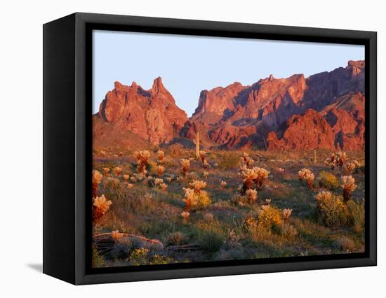 Arizona, Sunset Light on Brittlebush, Phacelia-John Barger-Framed Stretched Canvas