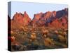 Arizona, Sunset Light on Brittlebush, Phacelia-John Barger-Stretched Canvas