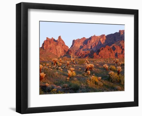 Arizona, Sunset Light on Brittlebush, Phacelia-John Barger-Framed Photographic Print