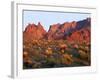 Arizona, Sunset Light on Brittlebush, Phacelia-John Barger-Framed Photographic Print