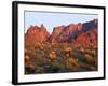 Arizona, Sunset Light on Brittlebush, Phacelia-John Barger-Framed Photographic Print