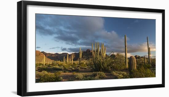 Arizona. Sunset over Desert Habitat, Organ Pipe Cactus National Monument-Judith Zimmerman-Framed Photographic Print