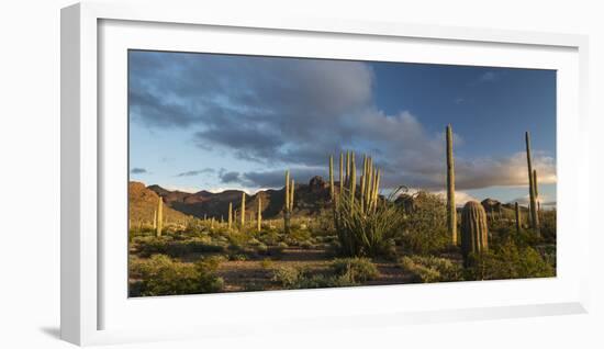 Arizona. Sunset over Desert Habitat, Organ Pipe Cactus National Monument-Judith Zimmerman-Framed Photographic Print